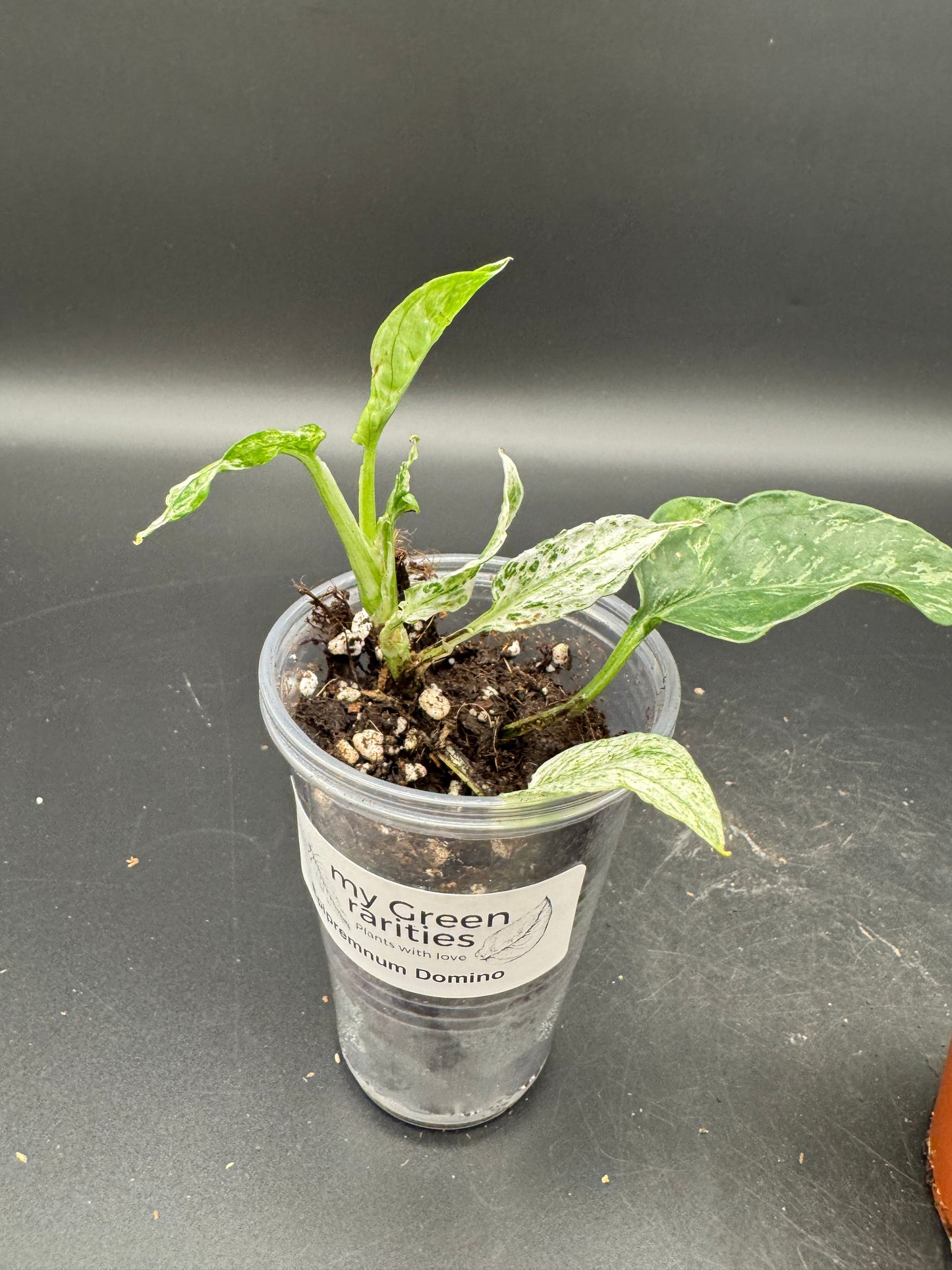 Epipremnum pinnatum Domino