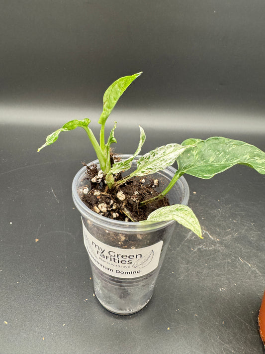 Epipremnum pinnatum Domino