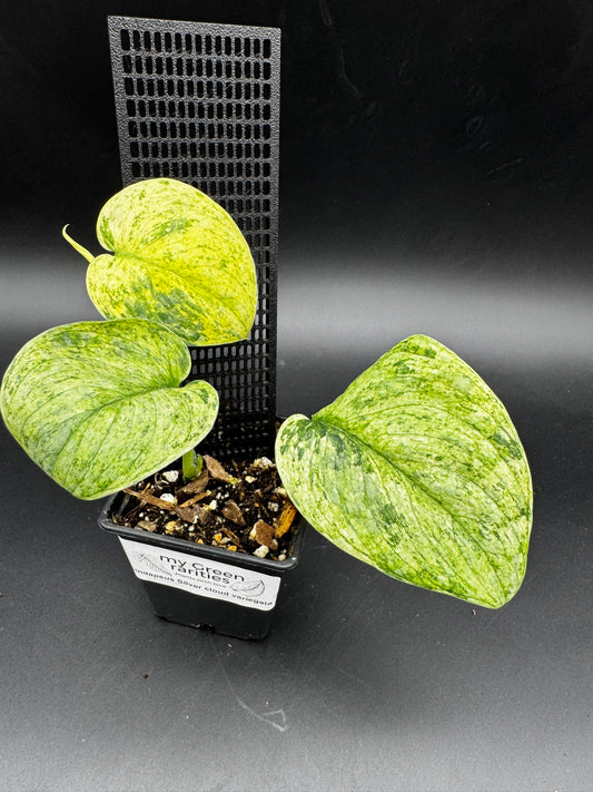 Scindapsus Silver Cloud variegata