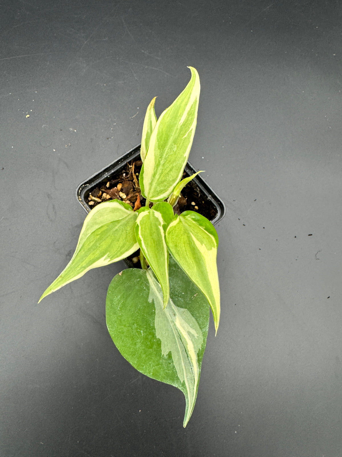 Philodendron hederaceum Rio