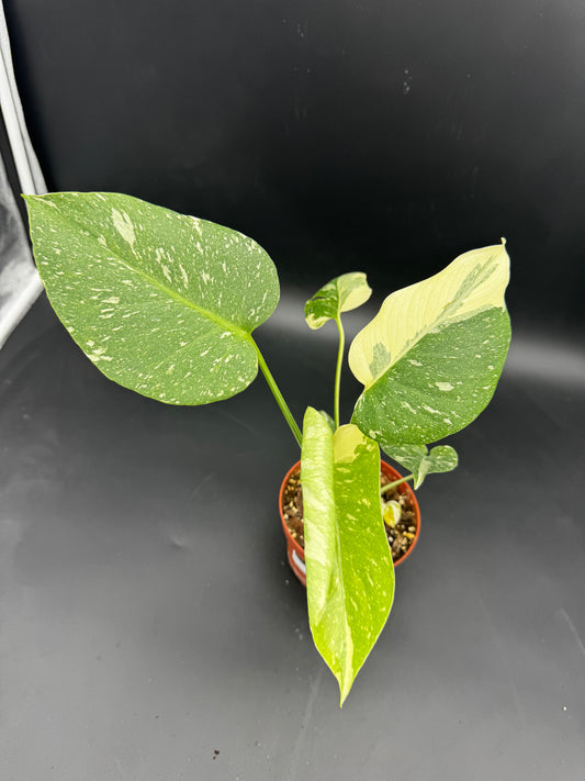 Monstera Thai constellation