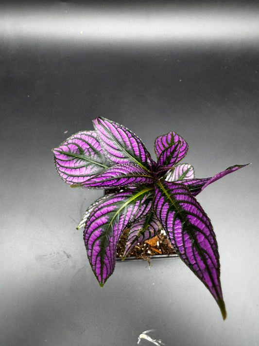 Strobilanthes persian shield