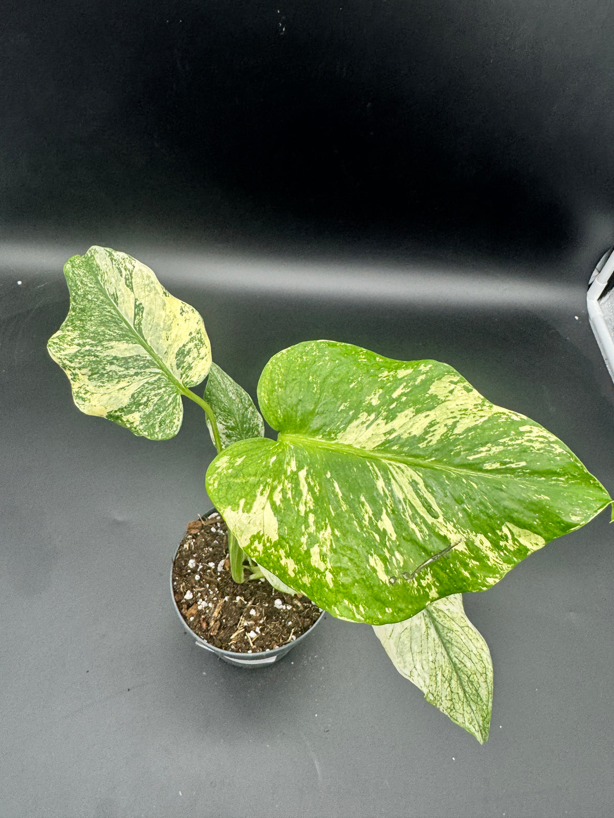 Monstera mint variegata