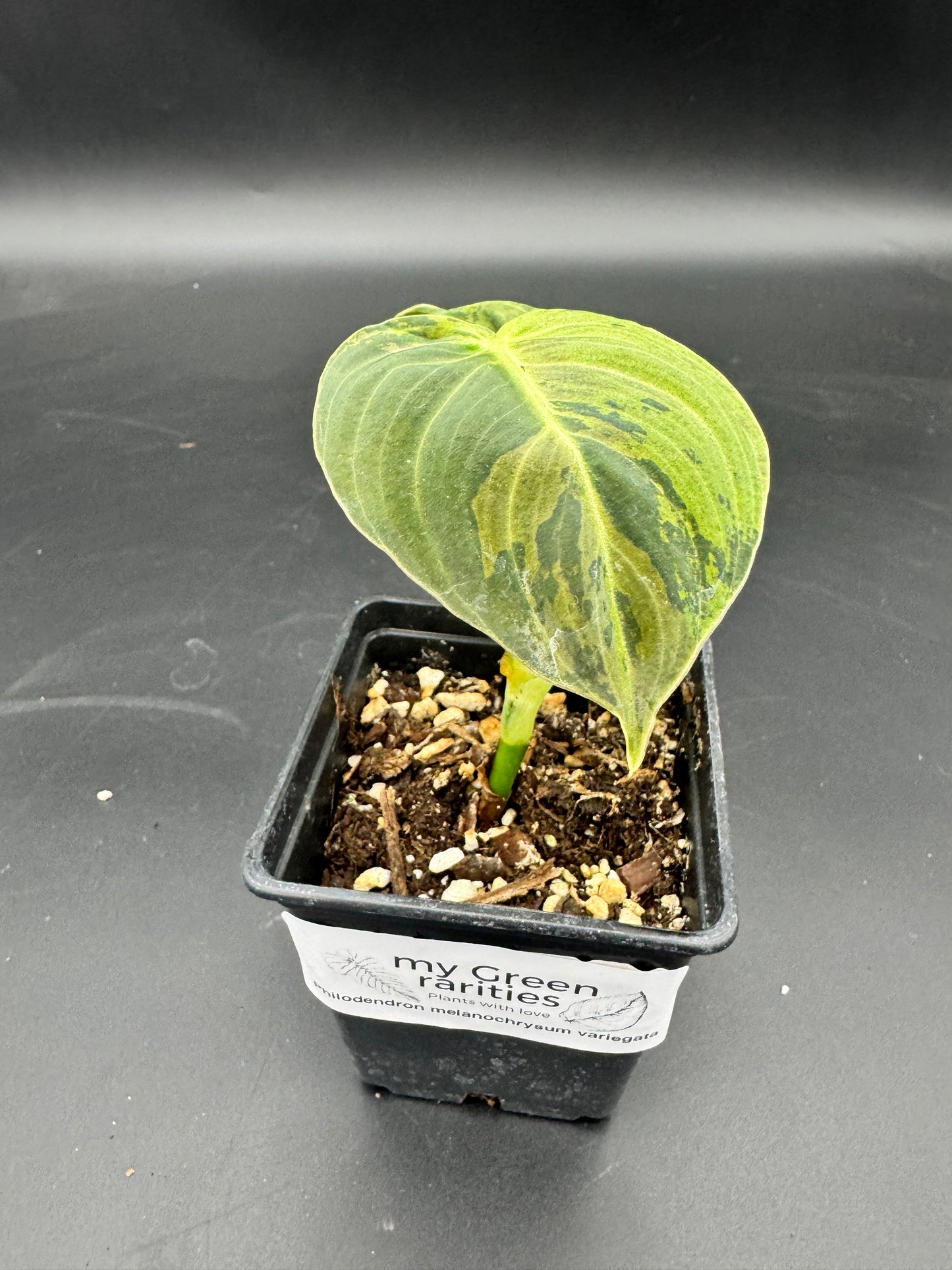 Philodendron melanochrysum variegata