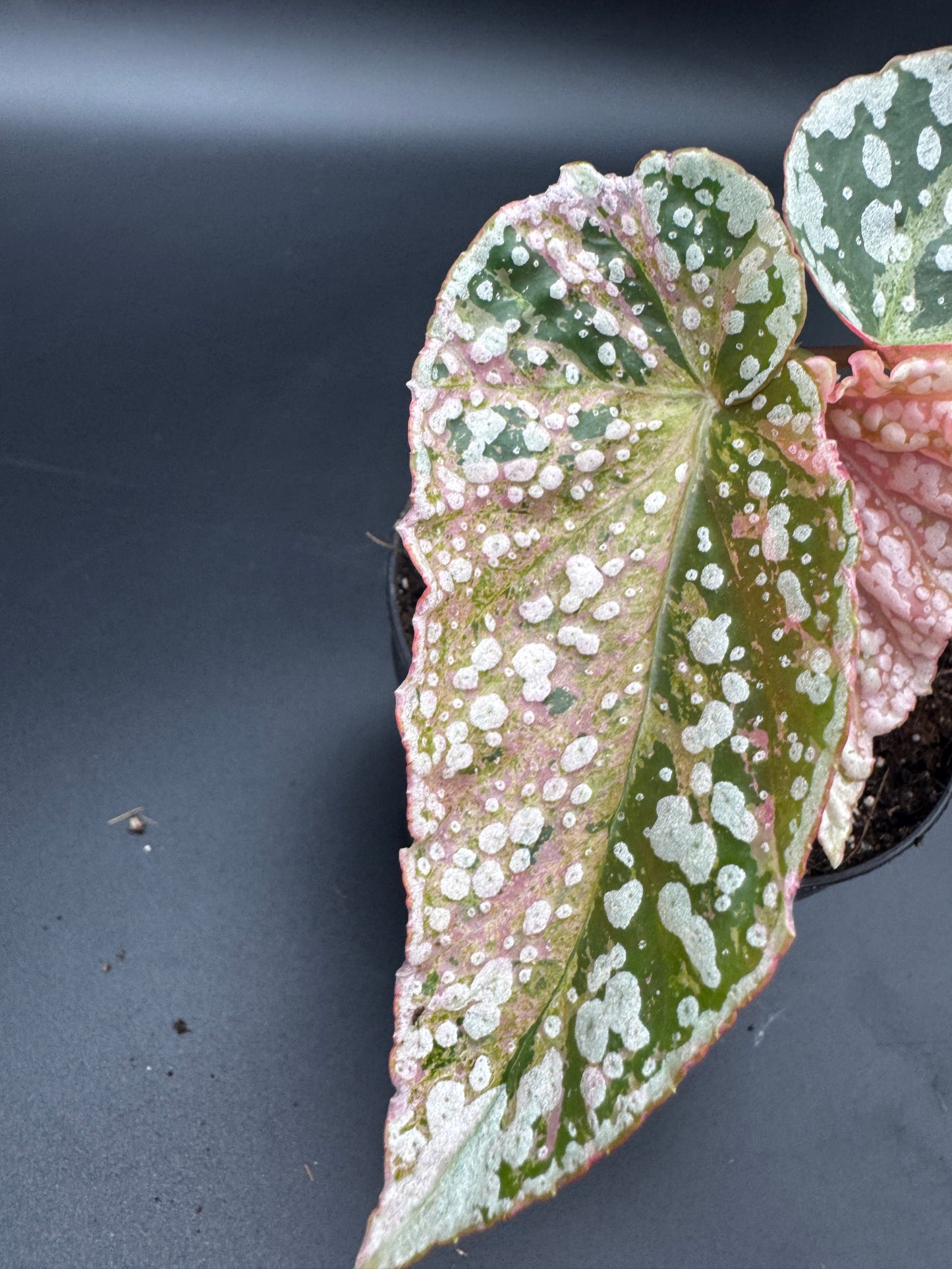 Begonia Snow capped pink variegata