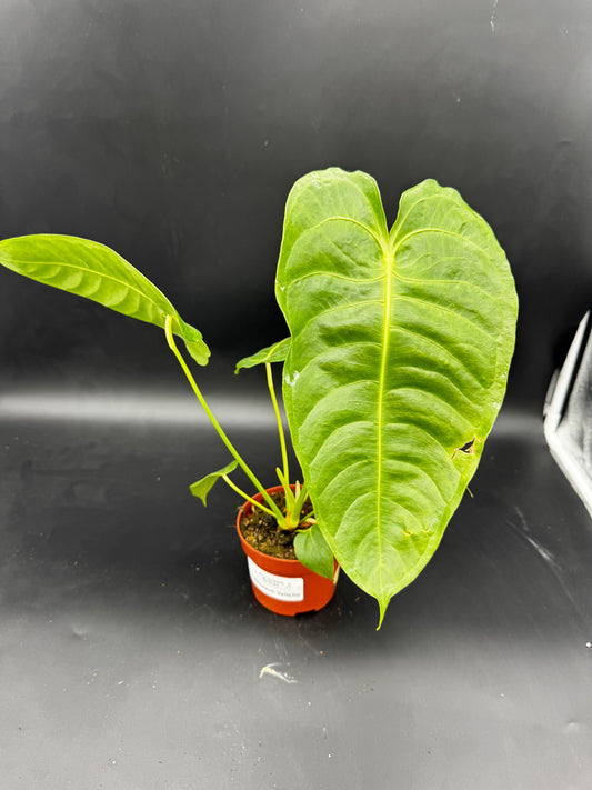Anthurium Veitchii