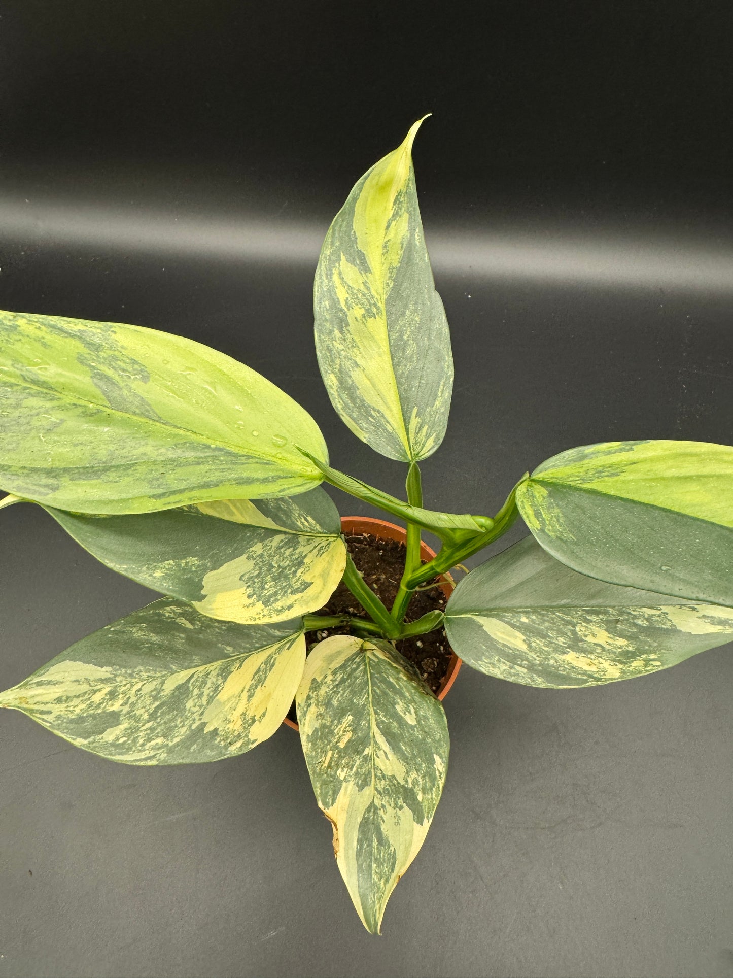 Philodendron Silver Sword variegata
