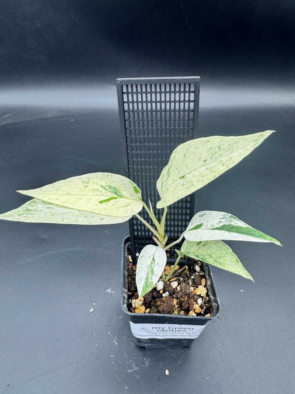 Epipremnum pinnatum Cebu Blue Marble variegata