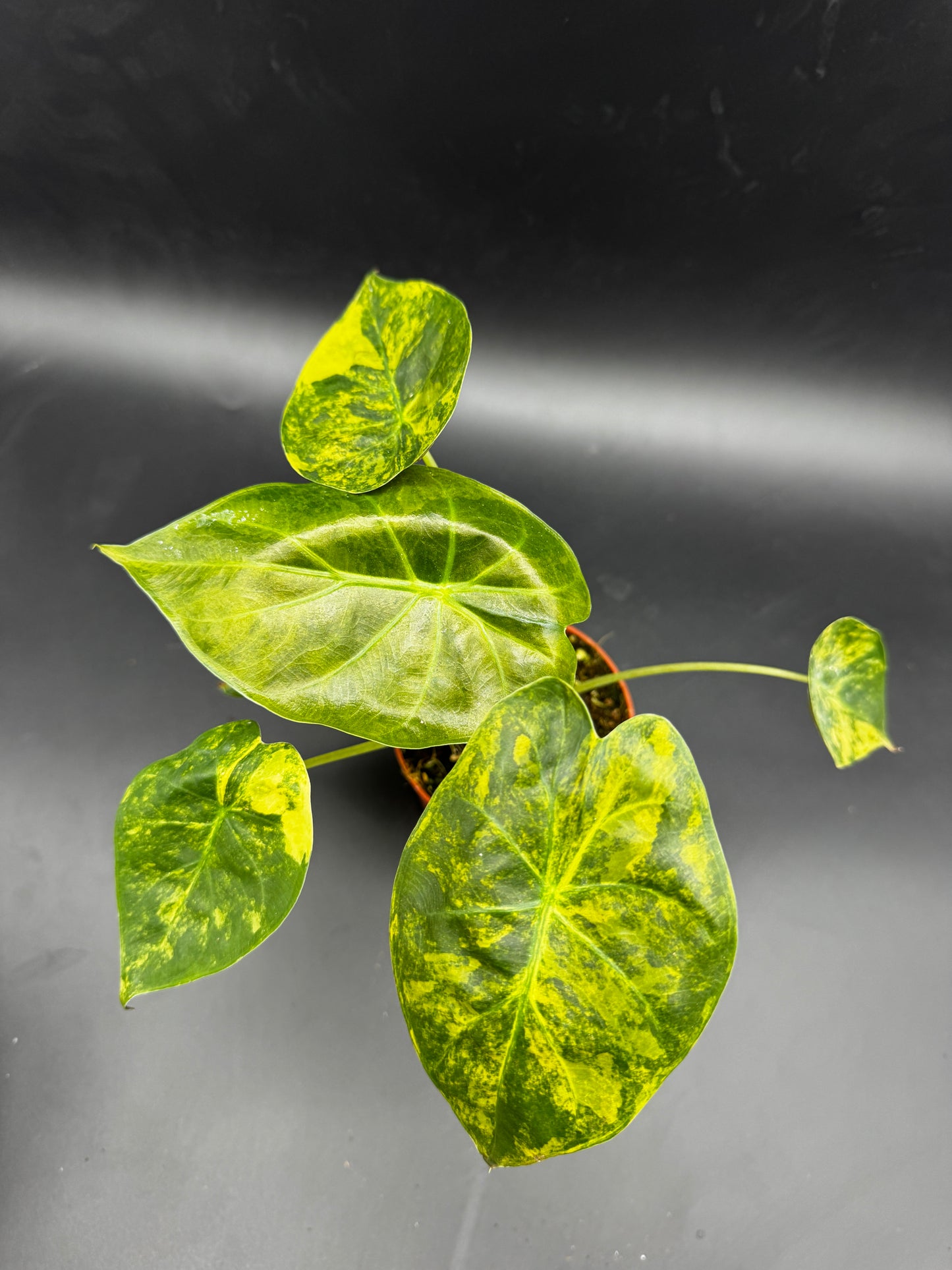 Alocasia wentii Aurea