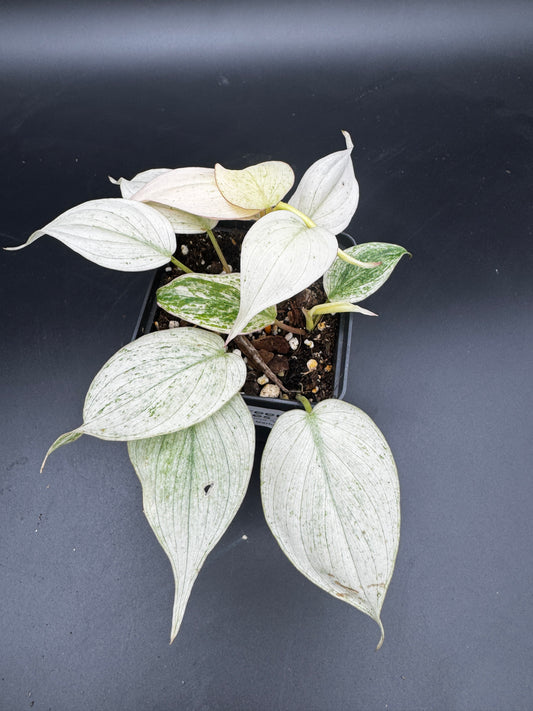 Philodendron micans pink marble variegata