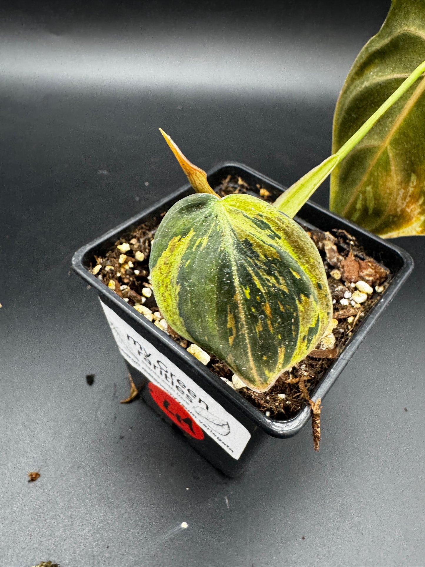Philodendron melanochrysum variegata