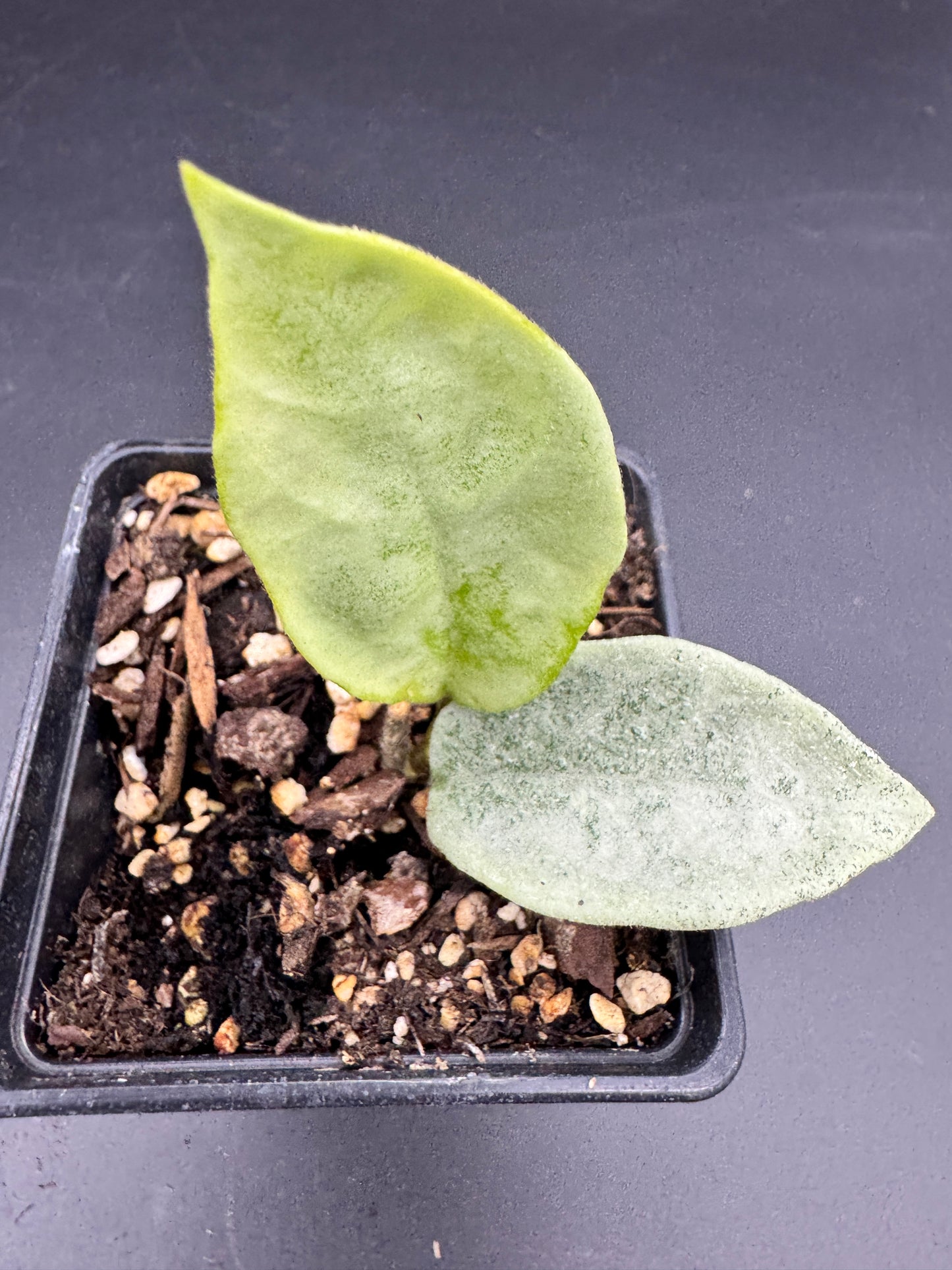 Hoya carnosa Nova Ghost
