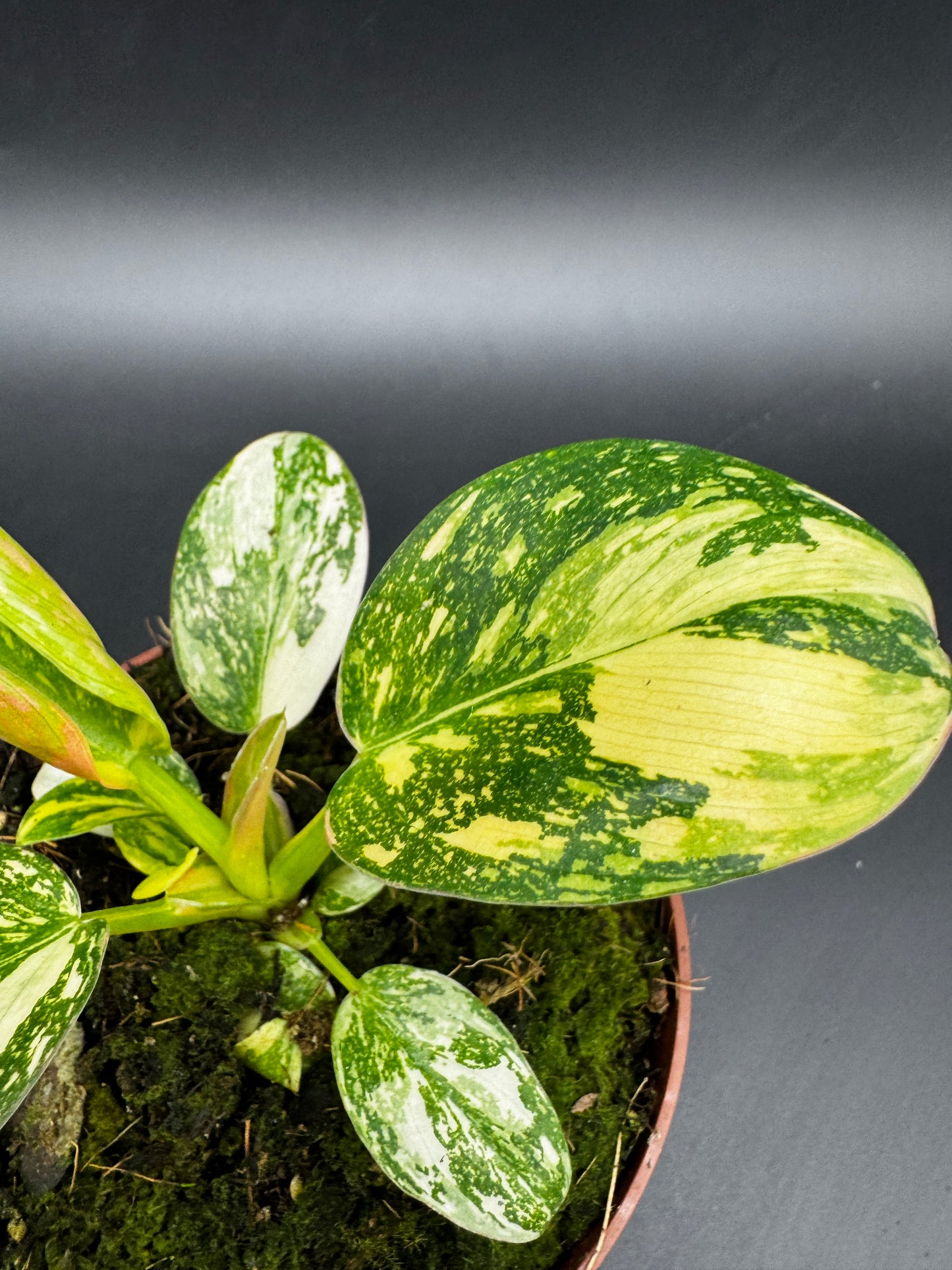 Philodendron Green Kongo variegata