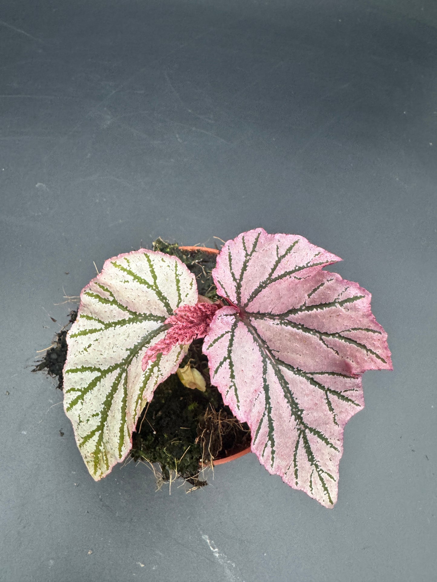 Begonia LaMoon