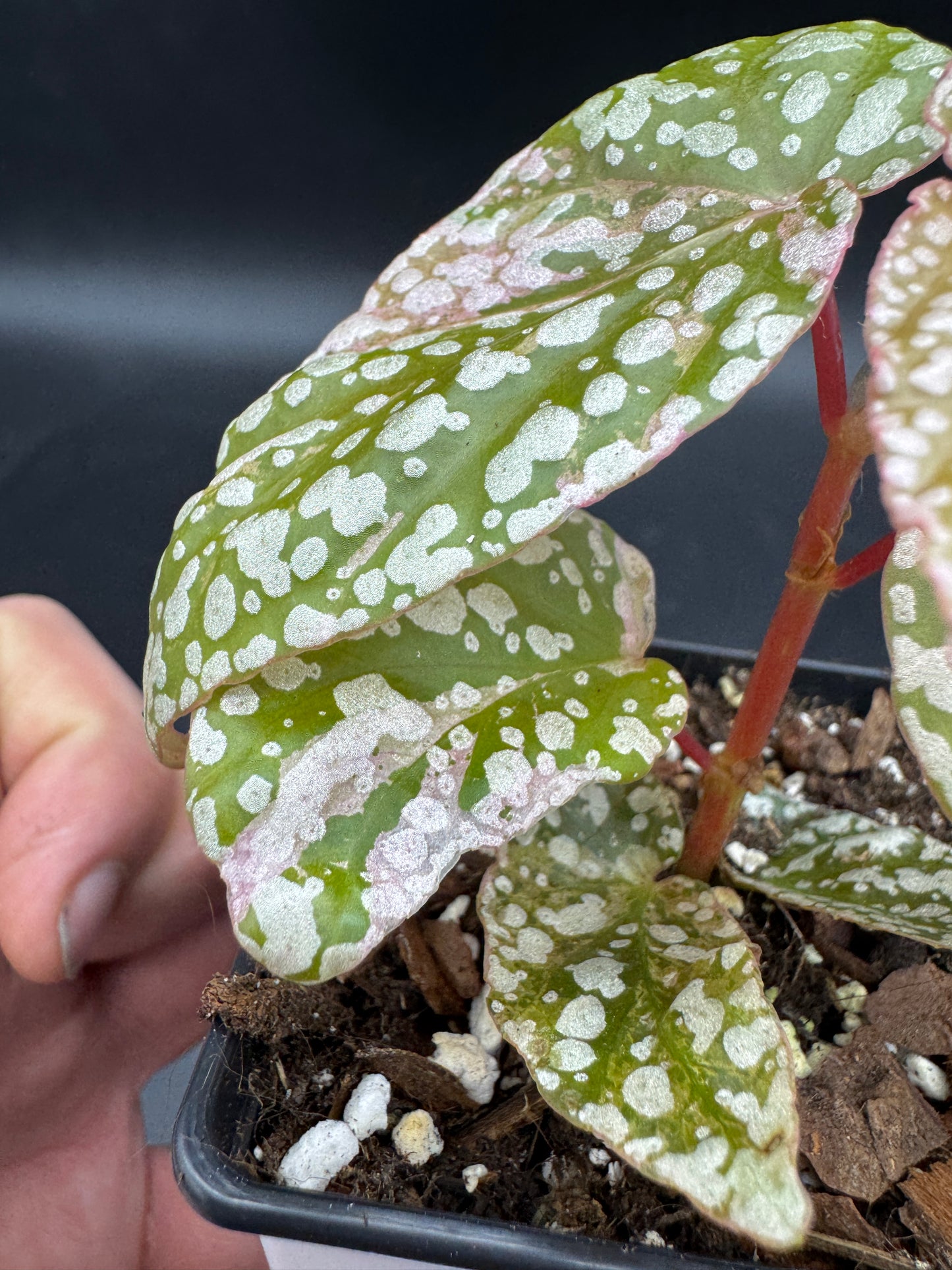 Begonia snow capped pink variegata
