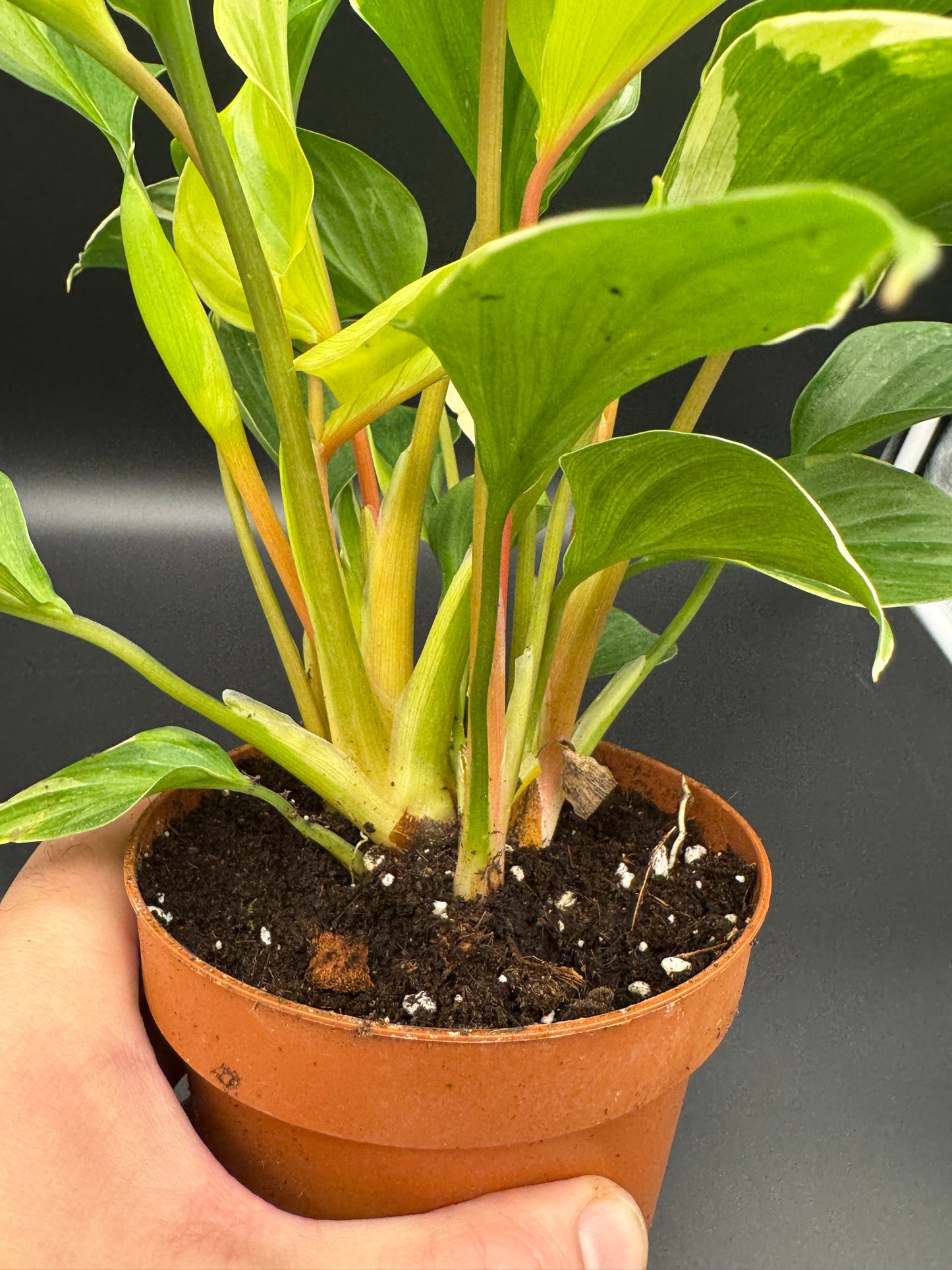 homalomena sunshine gem variegated