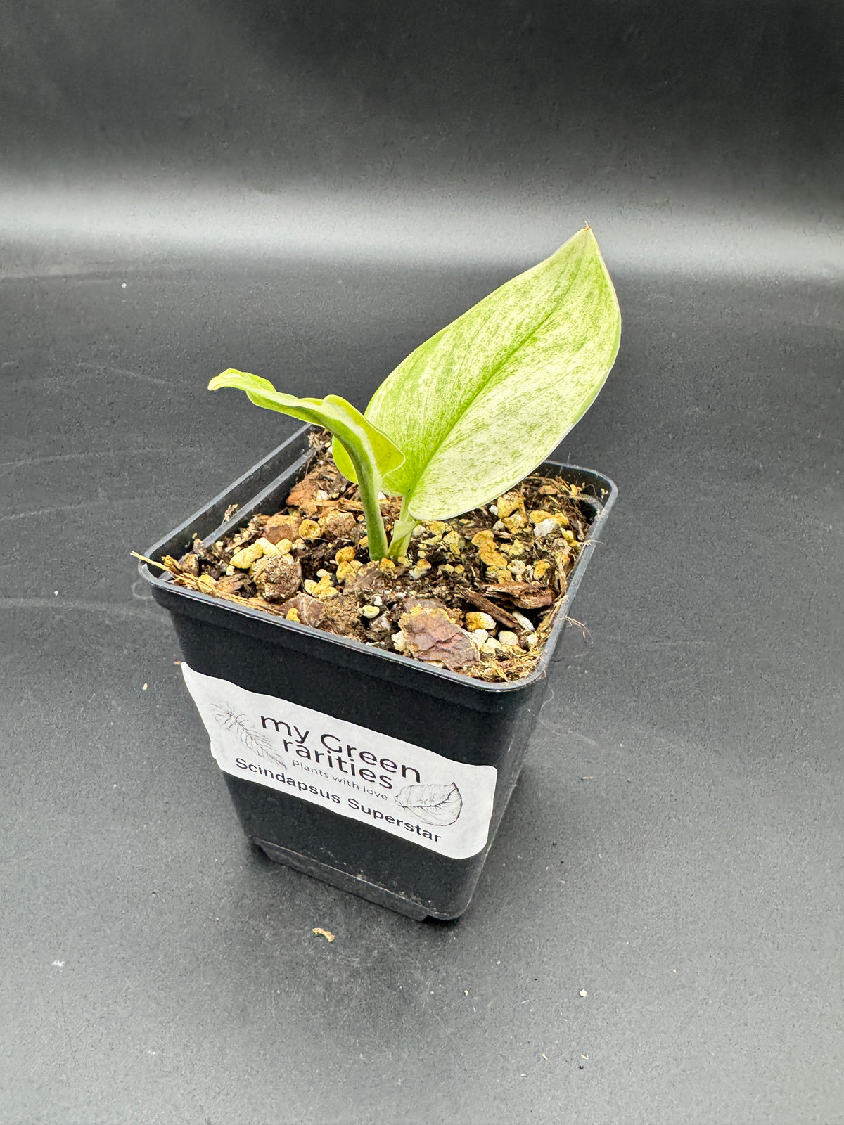 Scindapsus super Star
