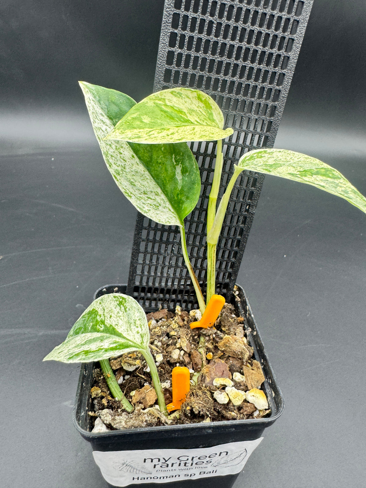 Epipremnum hanoman sp Bali