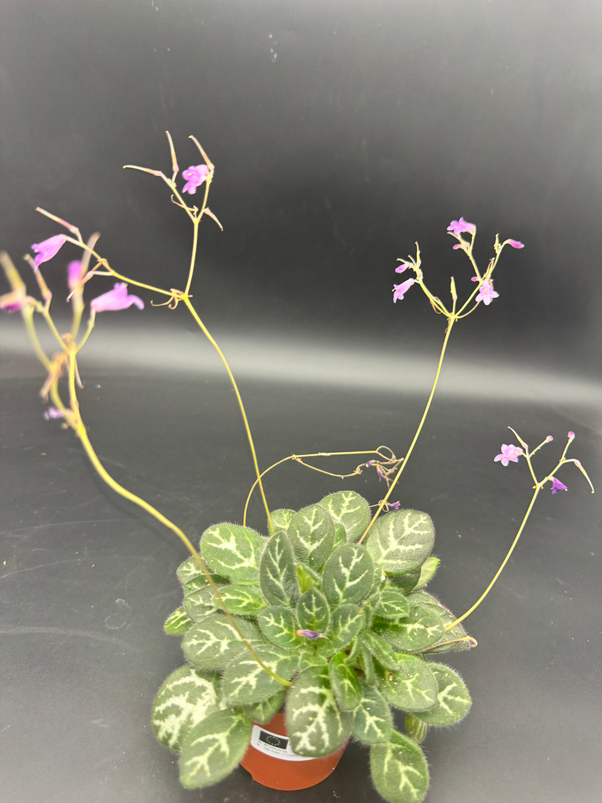 Primulina sinovietnamica
