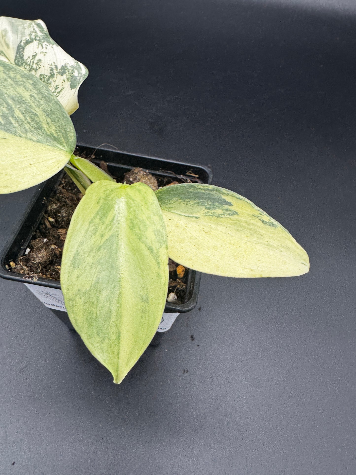 Silver Sword variegata