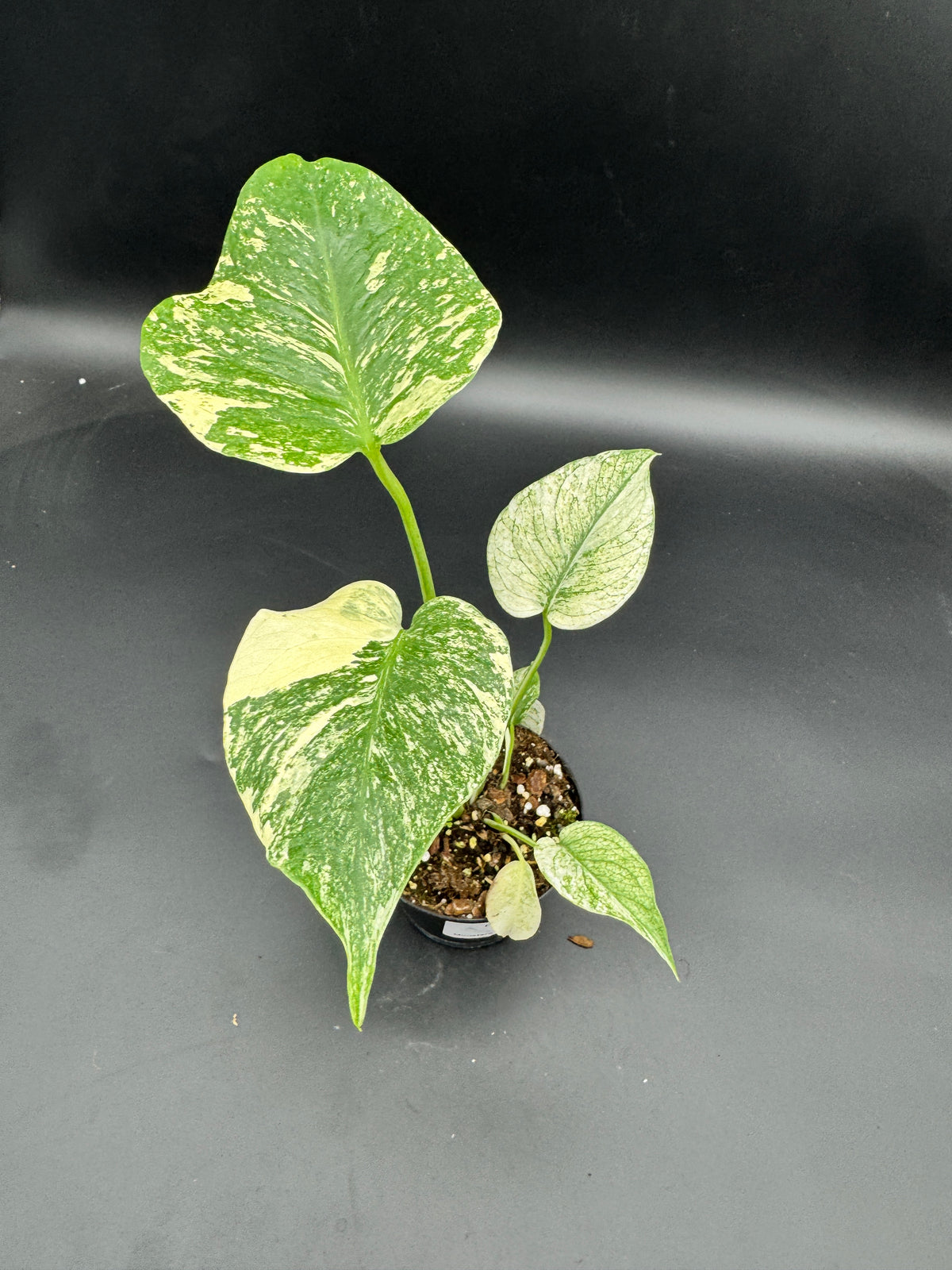 Monstera mint variegata