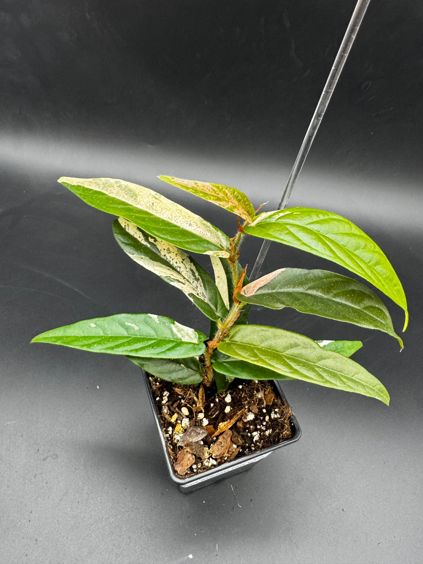 Ficus Sagittata Pink Variegata