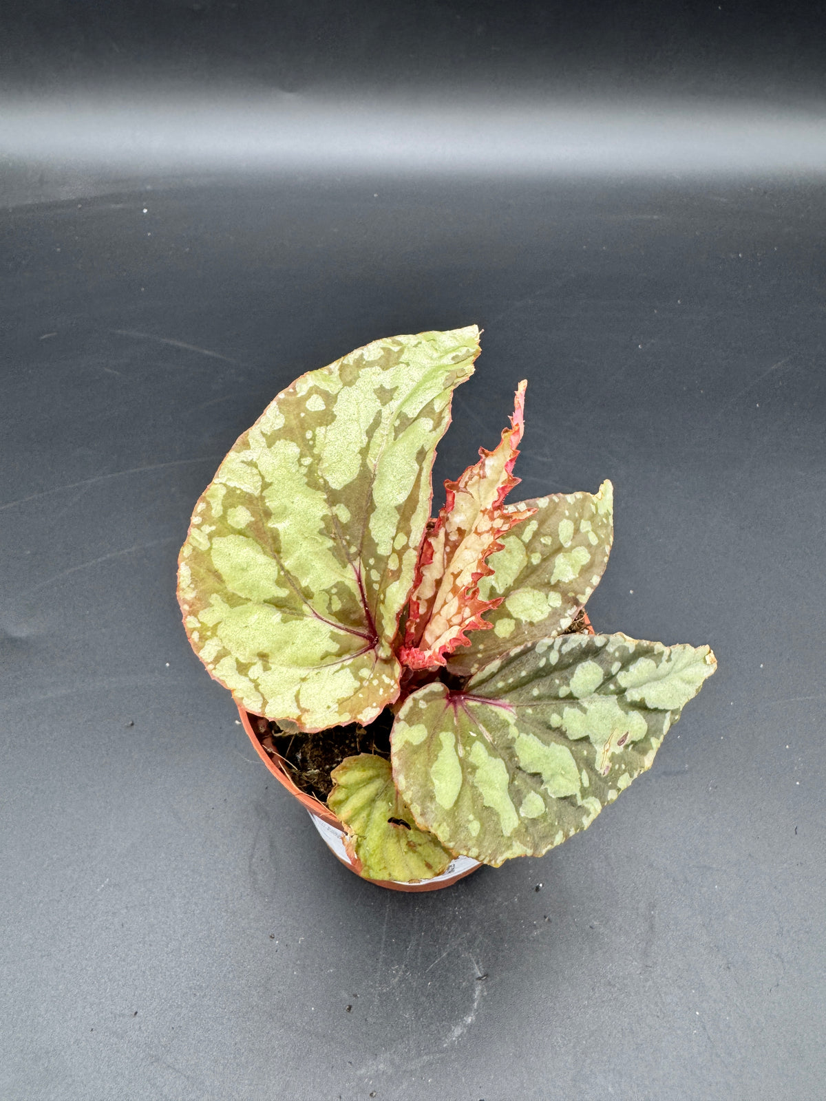 Begonia Lucifer