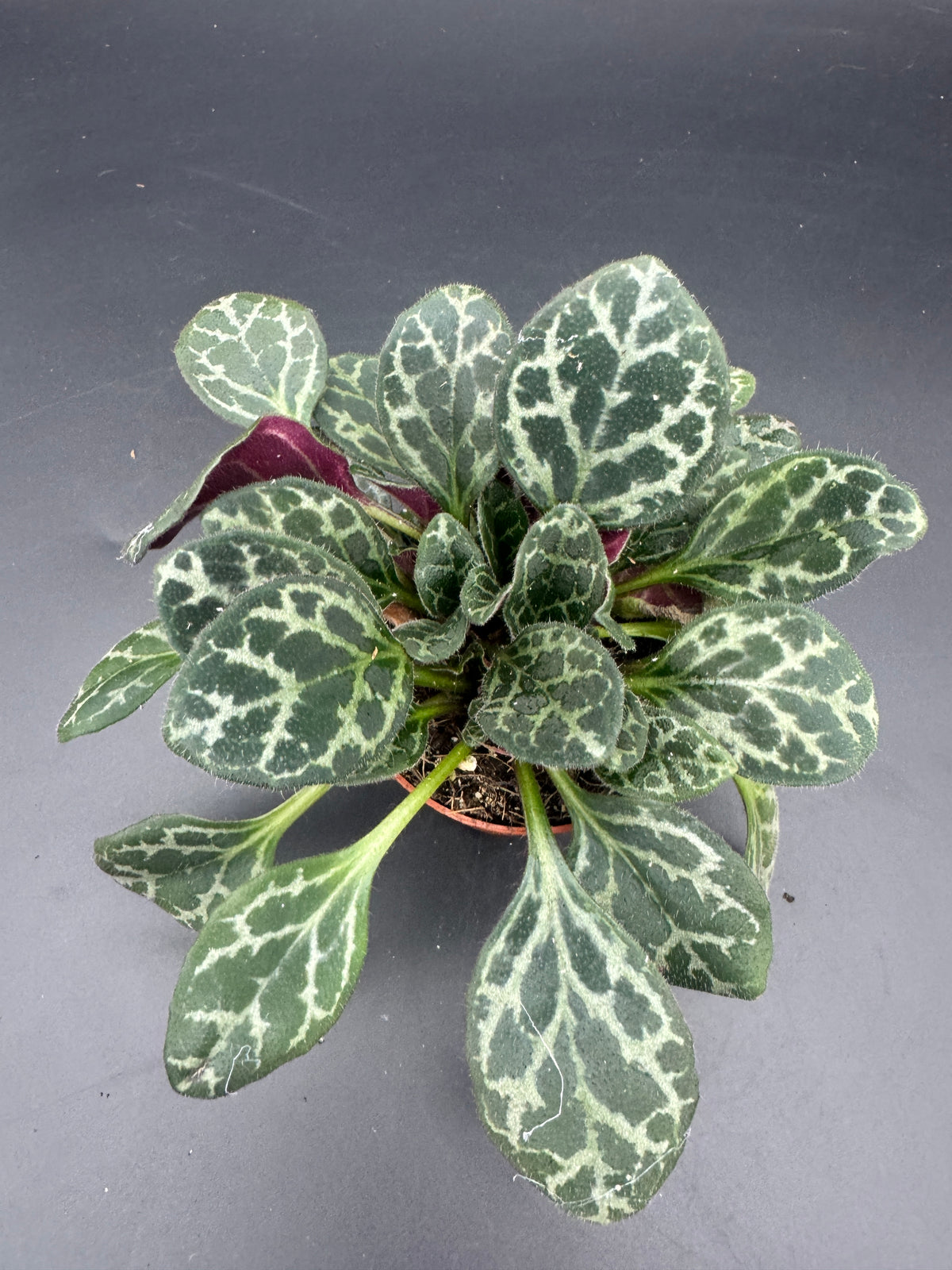 Primulina Yungfuensis