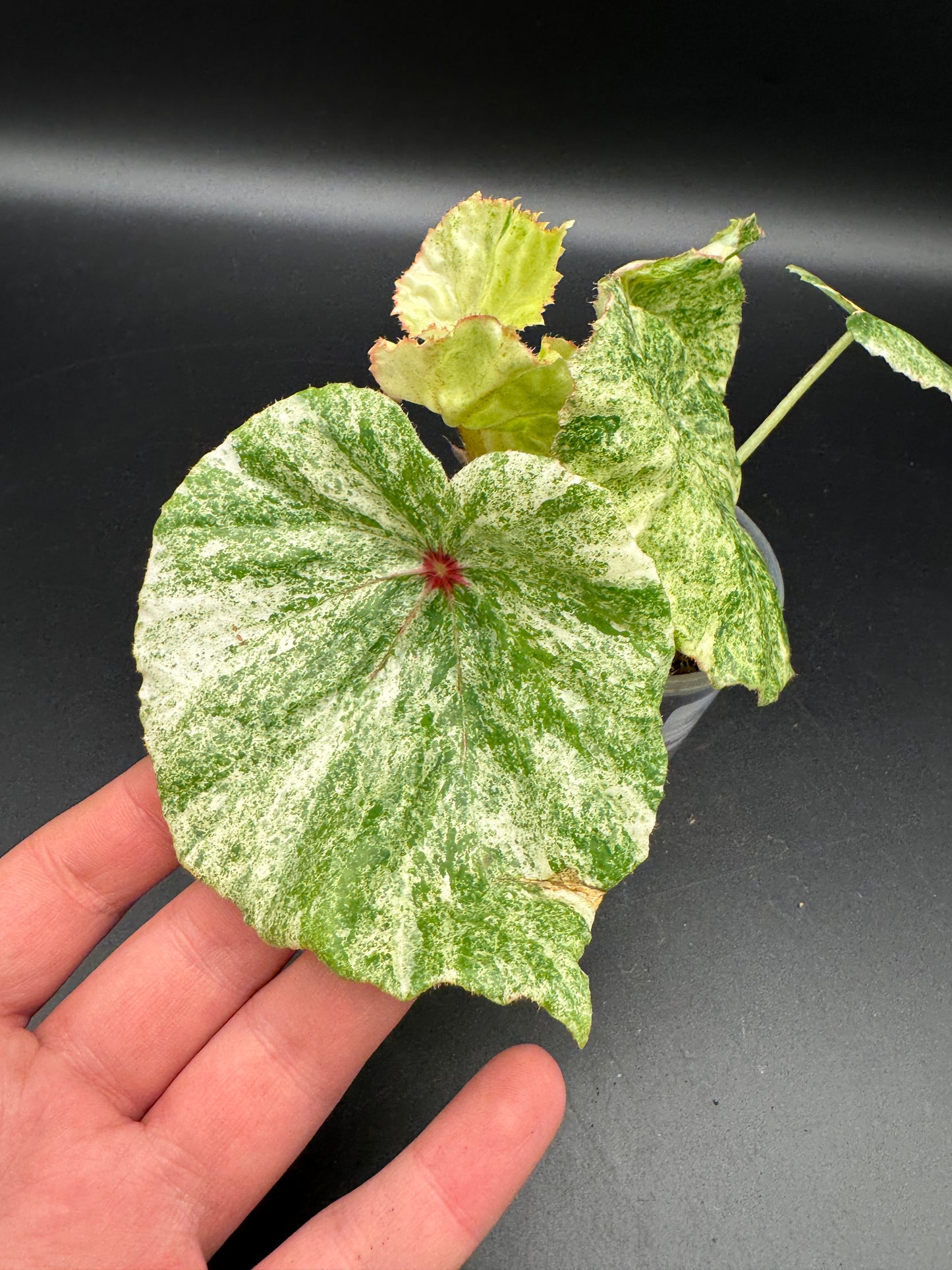 Begonia Rouge variegata
