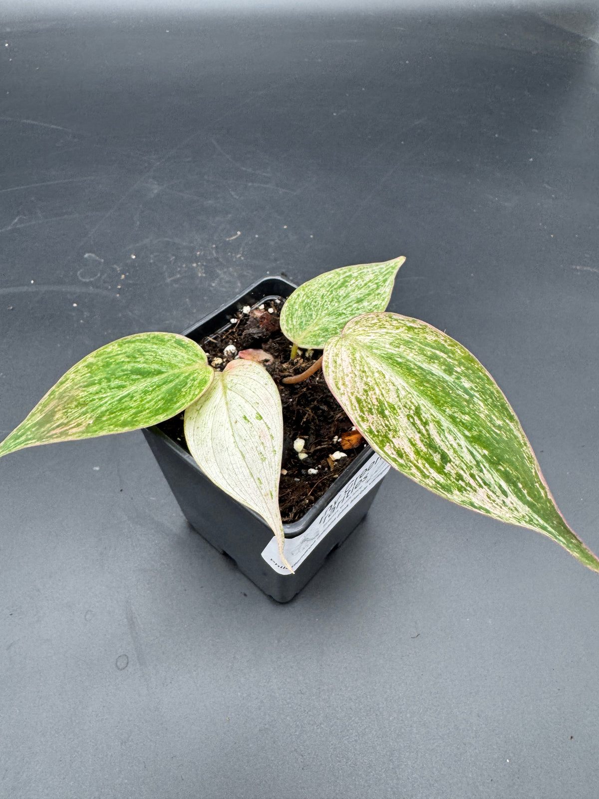 Philodendron micans pink marble variegata