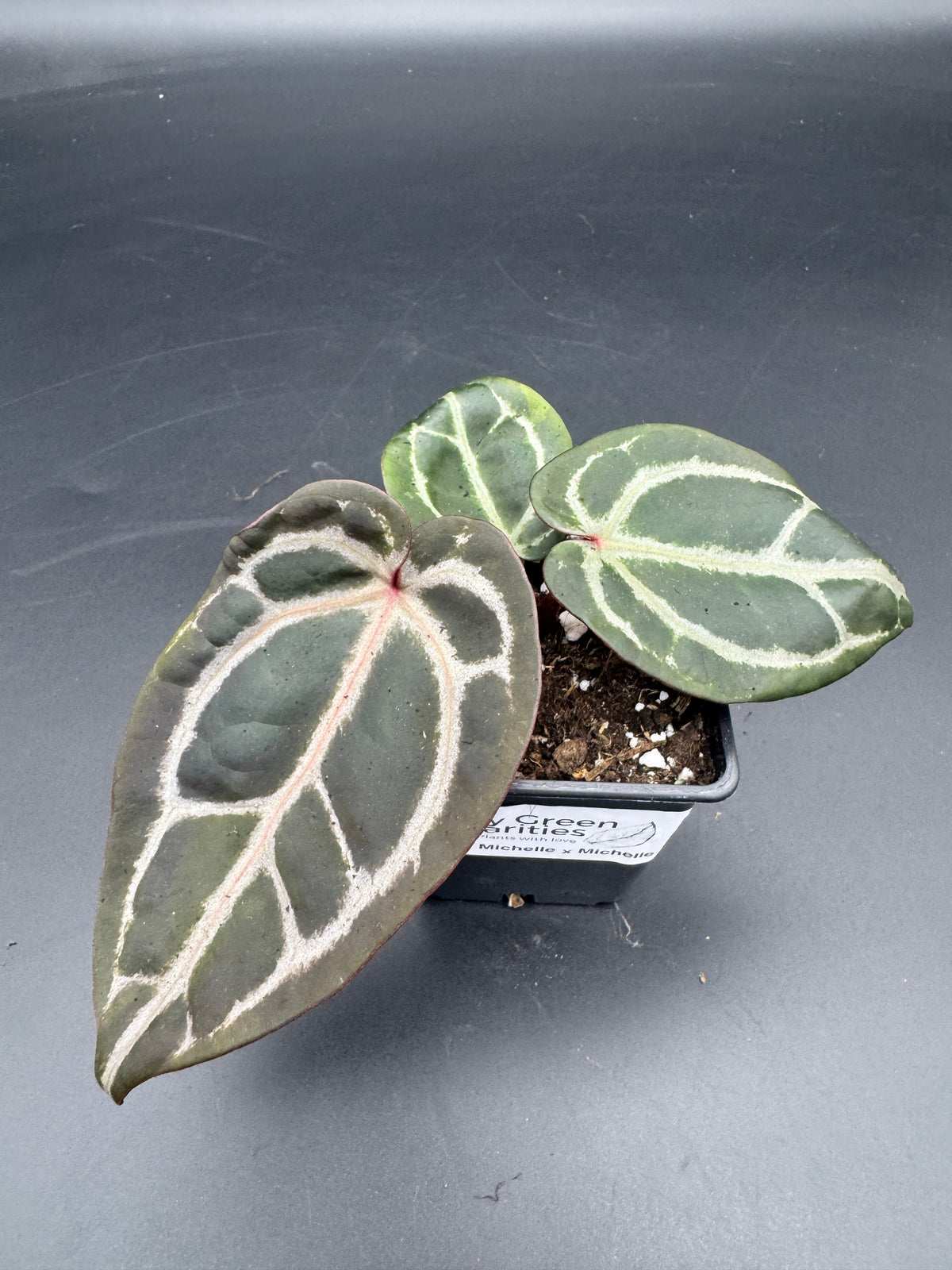 Anthurium Michelle x Michelle
