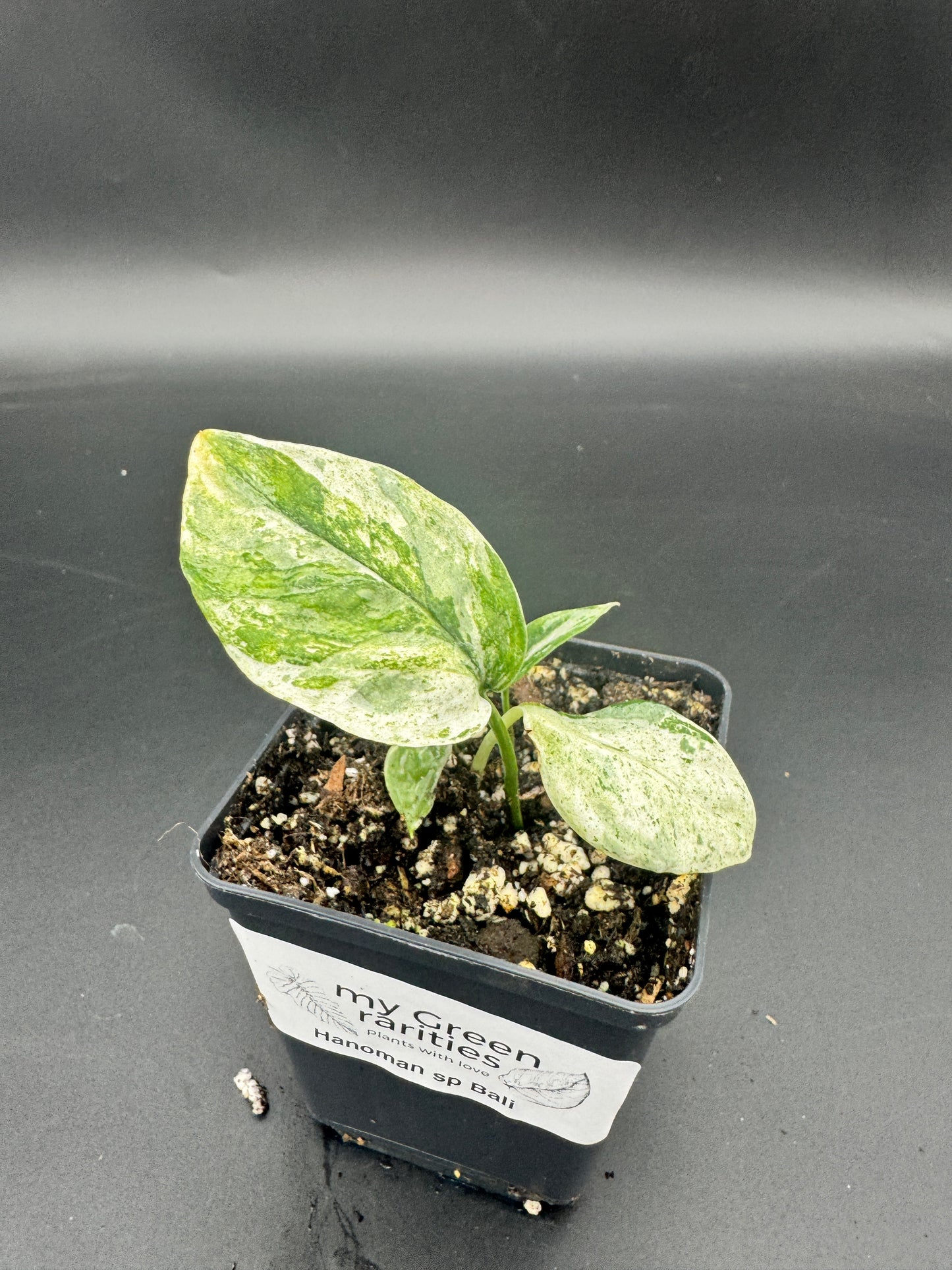 Epipremnum hanoman sp Bali