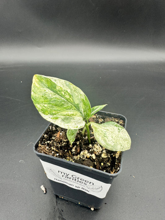Epipremnum hanoman sp Bali