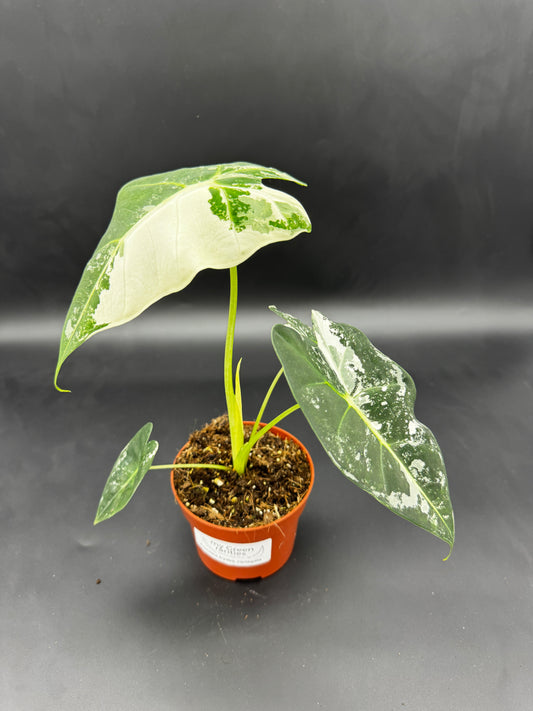 Alocasia Frydek variegata