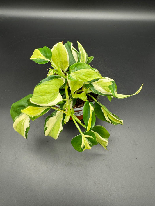 Philodendron cream splash