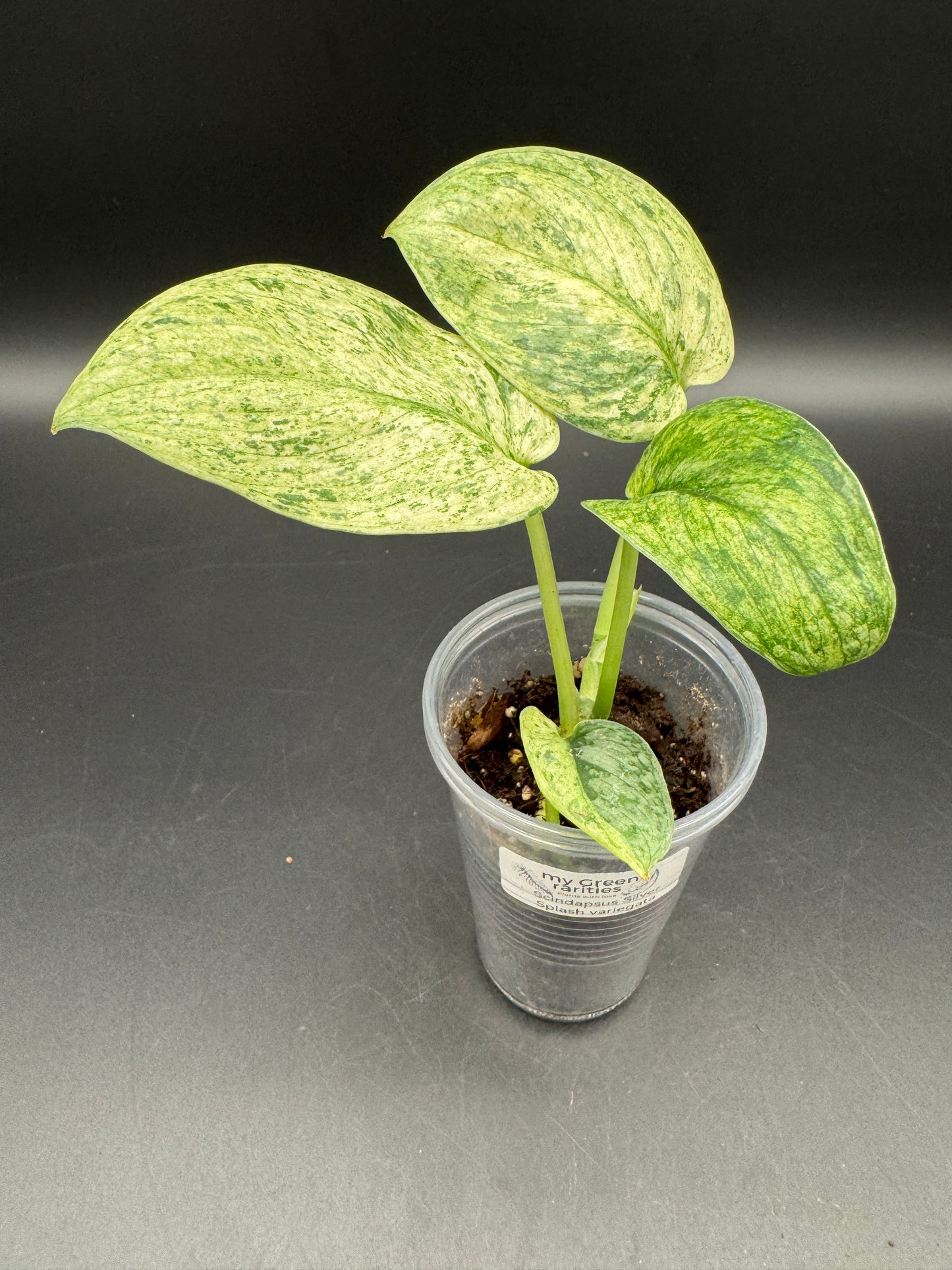 Scindapsus Silver Splash variegata