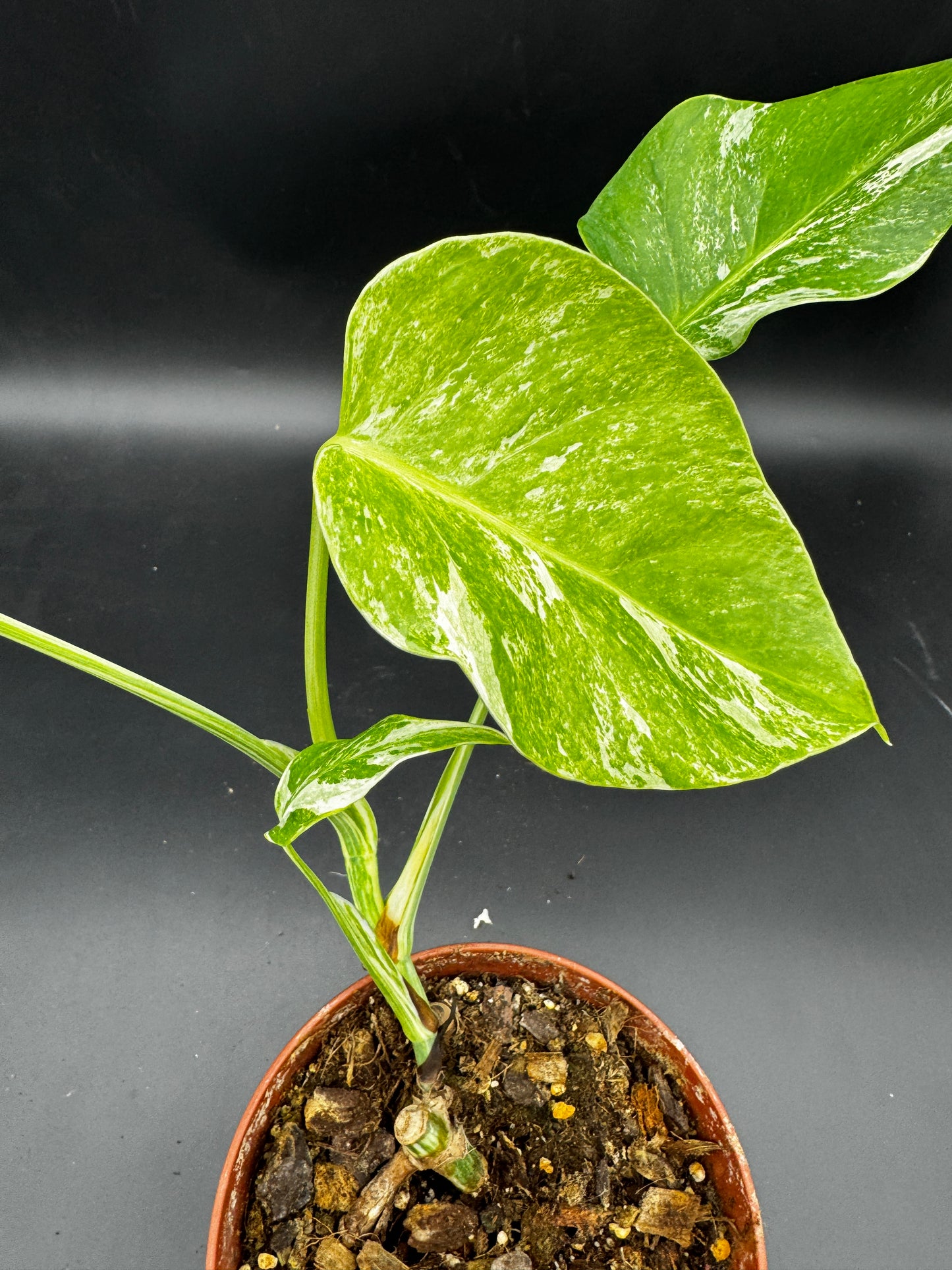 Monstera deliciosa variegata
