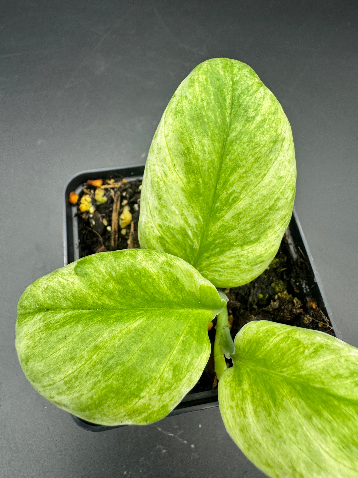 Scindapsus treubii ghost mint variegata