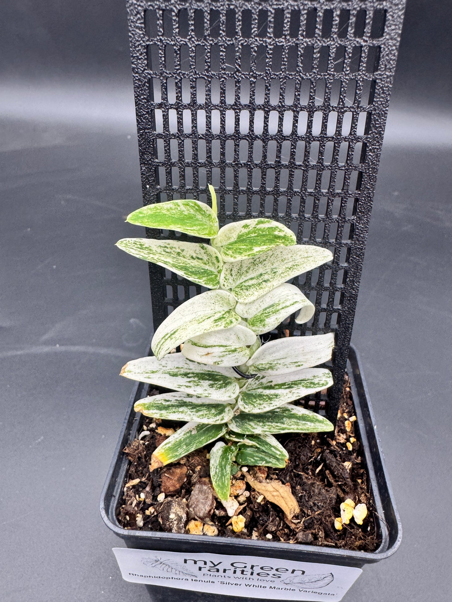 Rhaphidophora Tenuis Silver white Marble variegata