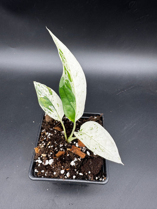 Epipremnum pinnatum cebu Blue Marble variegata