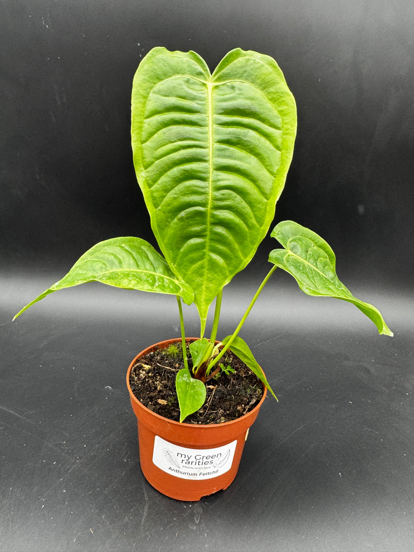 Anthurium Veitchii
