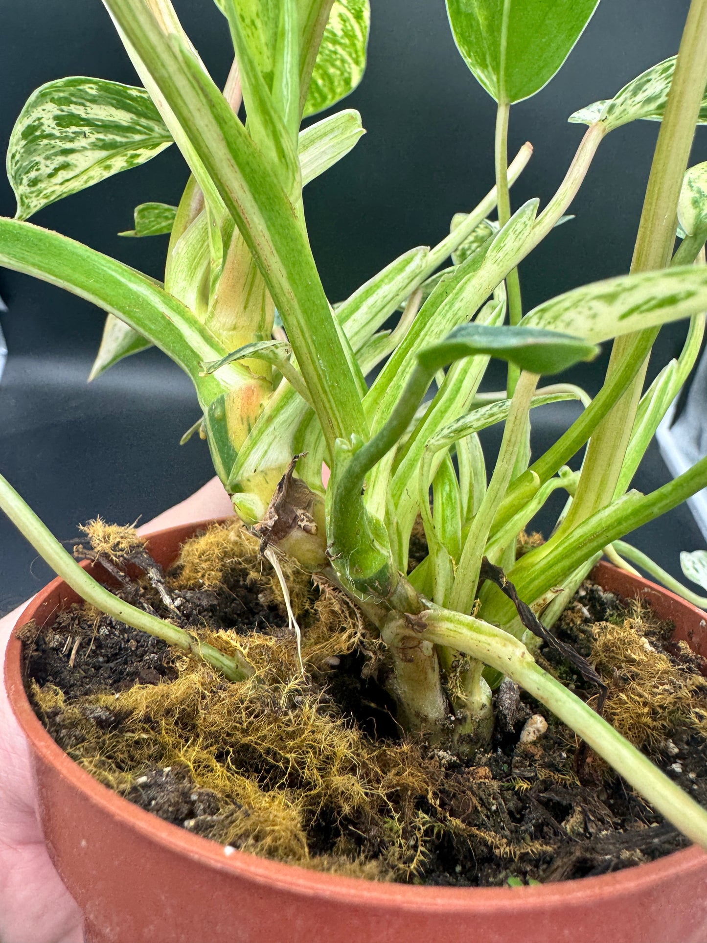 Philodendron Emerald Queen Variegata