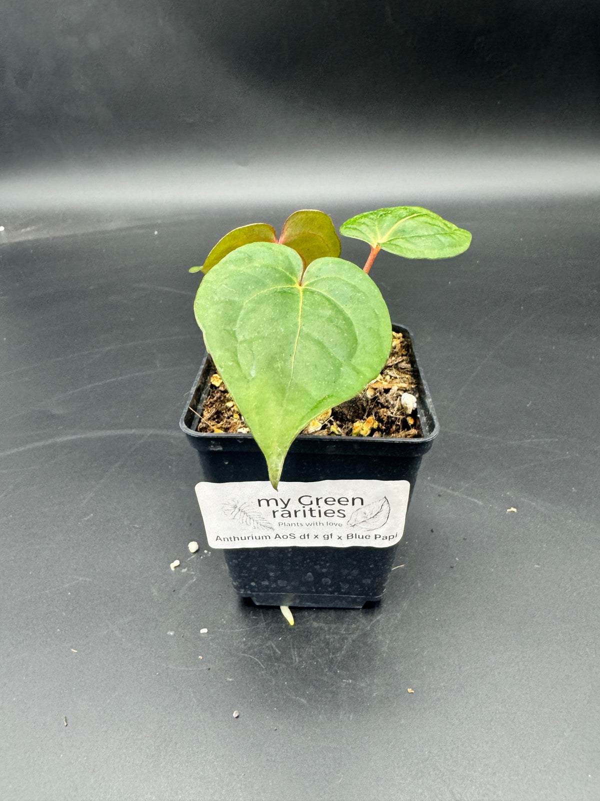 Anthurium Ace of spades df x gf x blue Papillilaminum