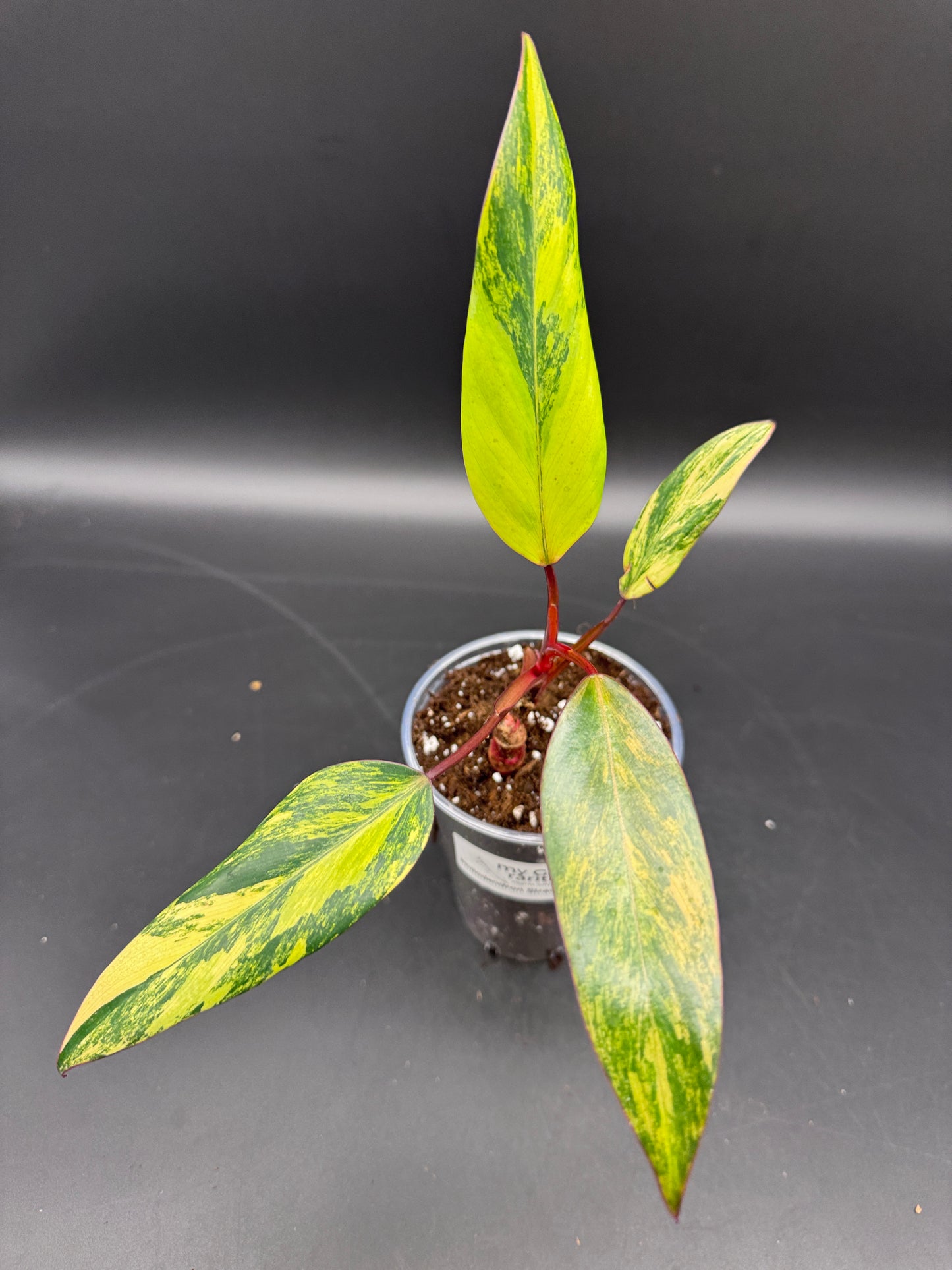 Philodendron strawberry Shake