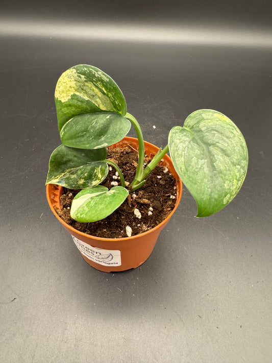 Scindapsus Jade Satin variegata