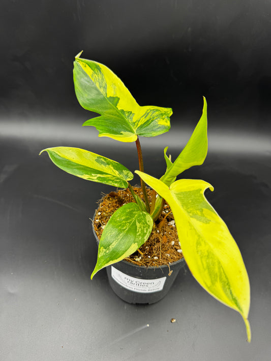 Philodendron Florida Beauty