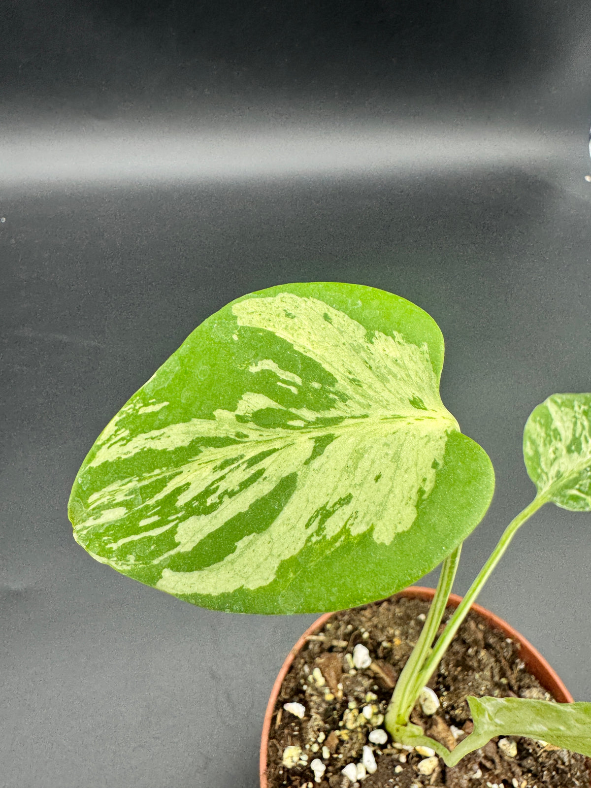 Monstera Bulbasaur