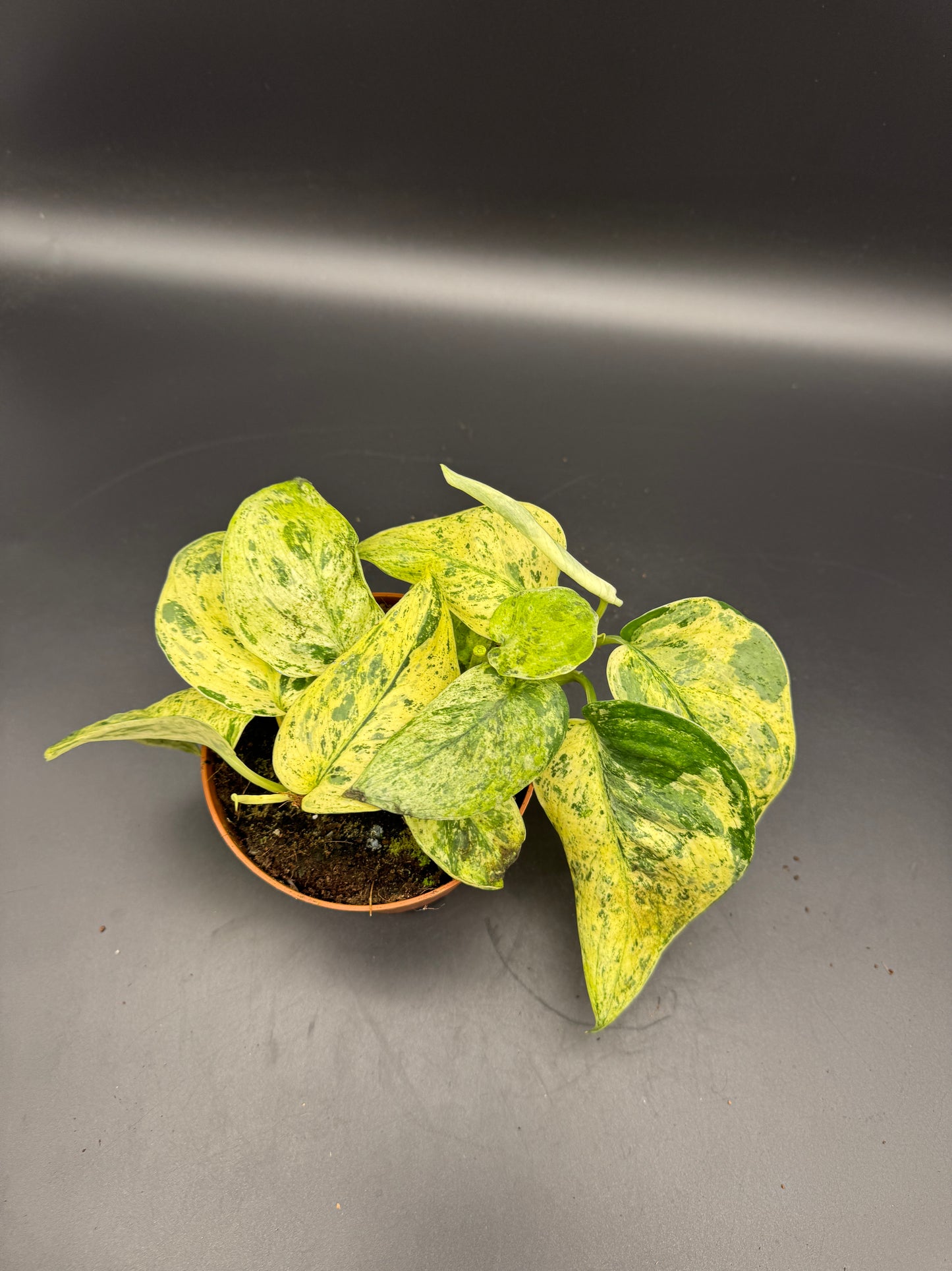 Scindapsus Jade Satin Creme brulee mit 2 Trieben