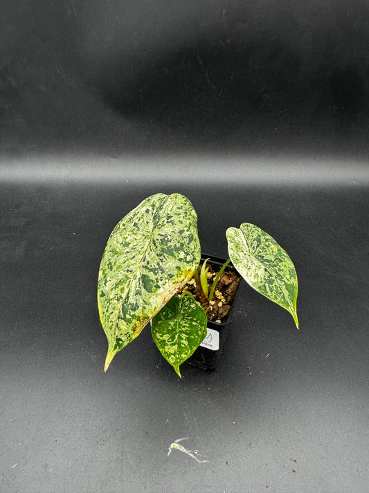 Alocasia Dragon scale mint variegata