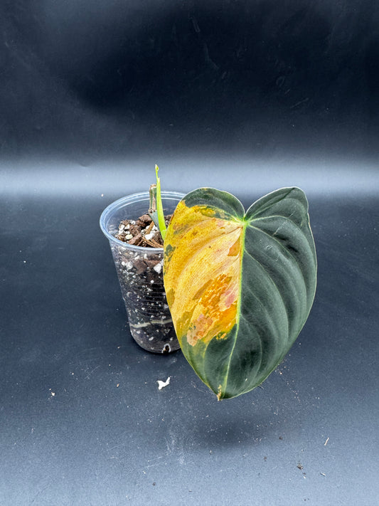 Monstera Adansonii Aurea leicht bewurzelten cutting mit Neuaustrieb